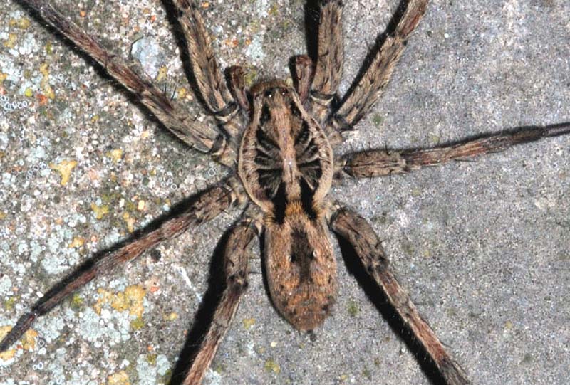 Hogna radiata